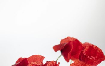 Wallpaper Red Rose on White Background