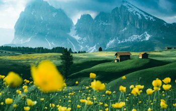 Wallpaper Yellow Flower Field Near Mountain Under Blue Sky