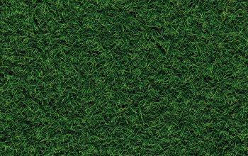 Wallpaper Green Grass Field During Daytime