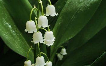 Wallpaper White Flowers with Green Leaves