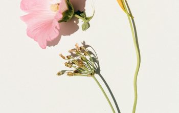 Wallpaper Pink and Yellow Flowers on White Background