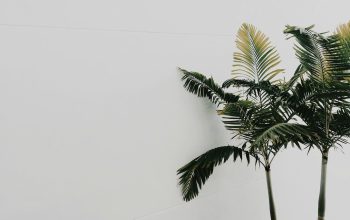 Wallpaper Green Palm Tree Beside White Wall