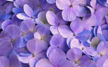 Wallpaper Purple Flowers with Green Leaves