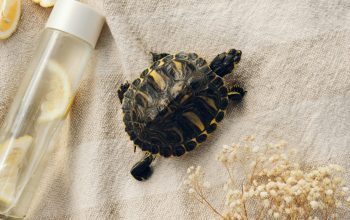 Wallpaper Black and Gold Turtle Figurine
