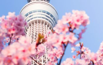 Wallpaper Pink Cherry Blossom Tree Near White and Brown Concrete Building During Daytime