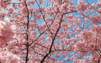 Wallpaper Pink Cherry Blossom Tree Under Blue Sky