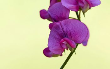 Wallpaper Purple Moth Orchids in Bloom Close Up Photo