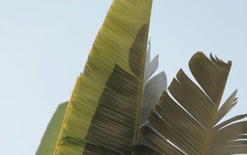 Wallpaper Green Banana Leaf During Daytime