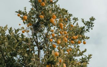 Wallpaper Orange Fruit Tree During Daytime