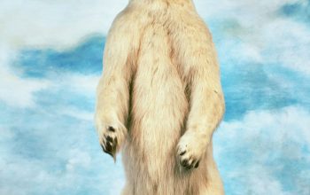 Wallpaper Polar Bear on Water Under Blue Sky