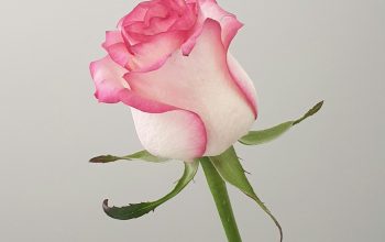 Wallpaper Pink Rose Close-Up Photography