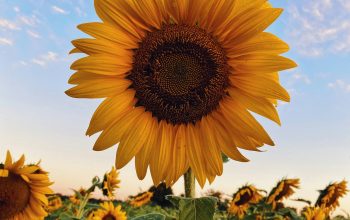 Wallpaper Sunflower Field Under Blue Sky