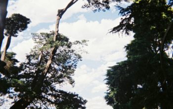 Wallpaper Green Trees Under White Clouds During Daytime