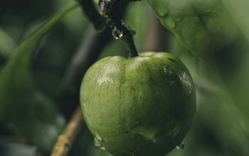 Wallpaper Green Round Fruit Close-Up