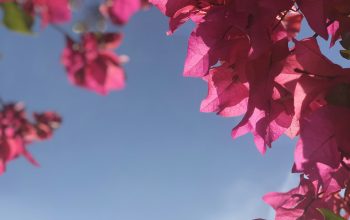 Wallpaper Pink and White Flowers Under a Blue Sky