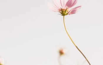 Wallpaper Pink Cosmos Flower in Bloom During Daytime