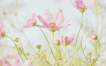 Wallpaper Pink Flowers in Tilt-Shift Lens