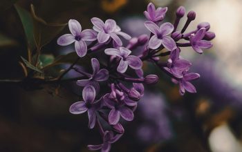 Wallpaper Purple Flowers in Tilt-Shift Lens