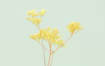 Wallpaper Yellow Leaf Tree During Daytime