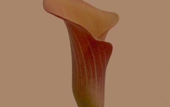 Wallpaper Brown Flower Bud on White Background