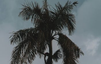 Wallpaper Green Palm Tree Under Blue Sky