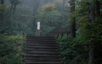 Wallpaper Brown Wooden Stairs in the Forest