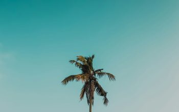 Wallpaper Palm Tree Under Blue Sky