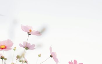 Wallpaper Pink Flowers with White Background