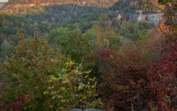 Wallpaper Green and Brown Trees on Mountain During Daytime