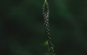 Wallpaper Green Plant Close-Up Photography