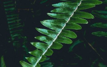 Wallpaper Green Leaf Plant Close-Up Photography
