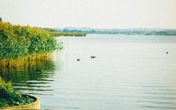 Wallpaper Green Grass Near Body of Water During Daytime