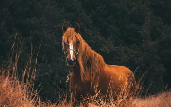 Wallpaper Brown Horse on Brown Grass Field During Daytime