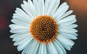 Wallpaper White Daisy in Bloom During Daytime