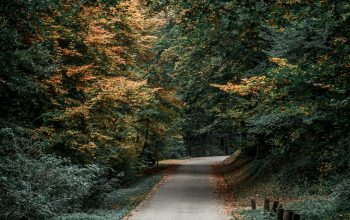 Wallpaper Gray Concrete Road Between Green Trees During Daytime