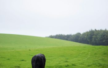 Wallpaper Black and White Cow on Green Grass Field