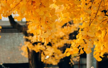 Wallpaper Yellow Maple Tree in Front of White Wooden House