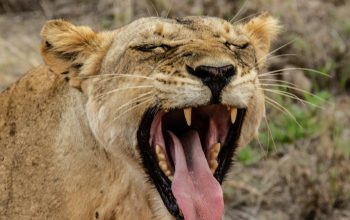 Wallpaper Brown Lioness on Green Grass