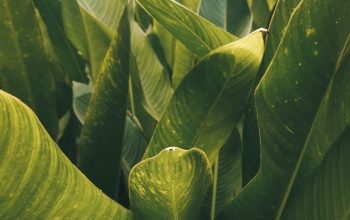 Wallpaper Green Banana Leaves During Daytime
