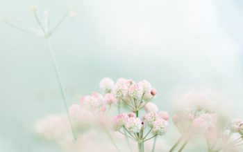 Wallpaper Pink and White Tilt-Shift Flowers