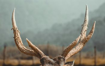 Wallpaper Brown Deer on Brown Field During Daytime