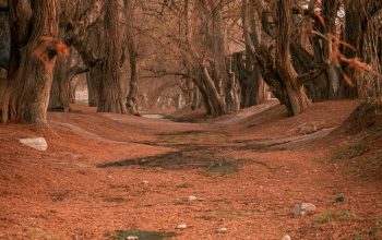 Wallpaper Brown Bare Trees on Brown Dried Leaves During Daytime