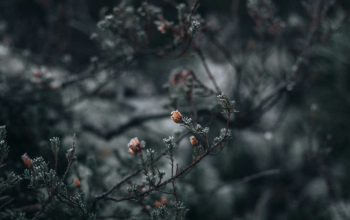 Wallpaper Red Fruit on Tree Branch