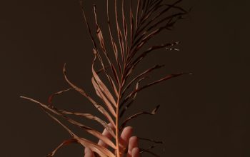 Wallpaper Person Holding Brown Plant on Black Background