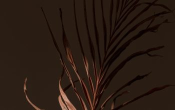 Wallpaper Brown Plant on Black Background
