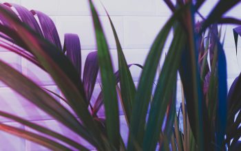Wallpaper Green Plant Near White Wall