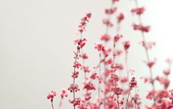 Wallpaper Pink Flowers on White Background