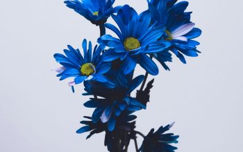 Wallpaper Blue and White Flowers on White Background