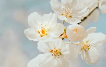 Wallpaper White Cherry Blossom Close-Up Photography