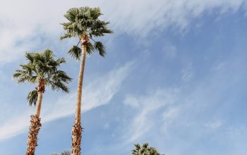 Wallpaper Green and Brown Palm Tree Under White Clouds